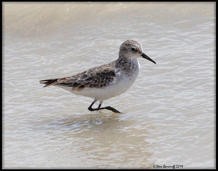 _9SB1371 little stint.jpg